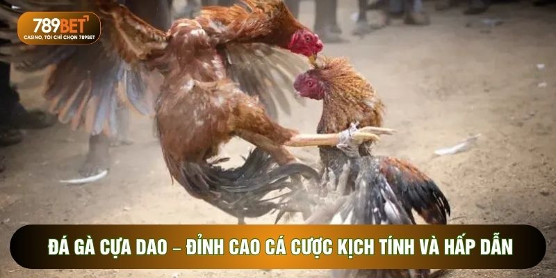 đá gà cựa dao