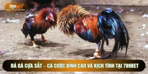 đá gà cựa sắt
