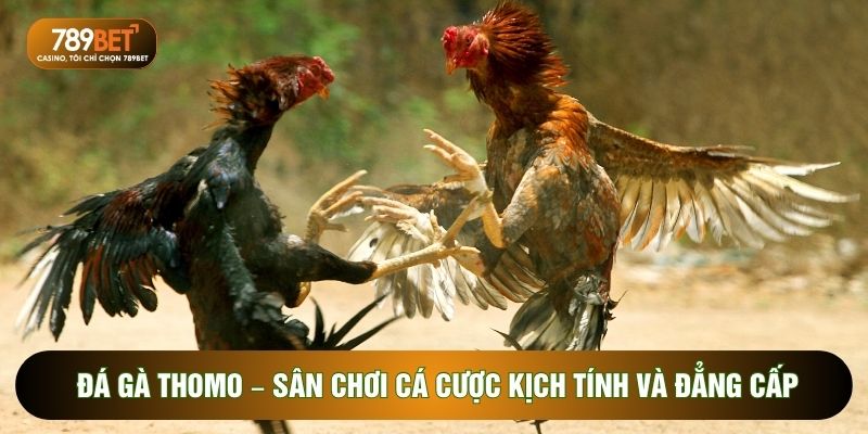 đá gà thomo