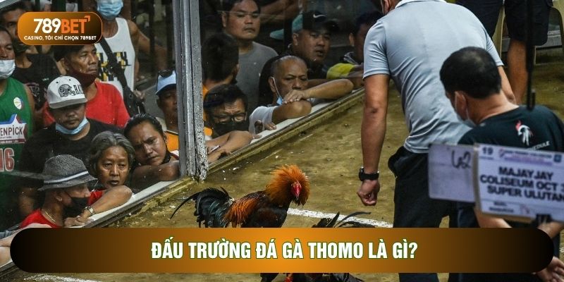 Đấu trường đá gà thomo là gì?