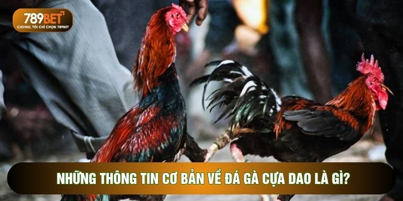 Những thông tin cơ bản về đá gà cựa dao là gì?