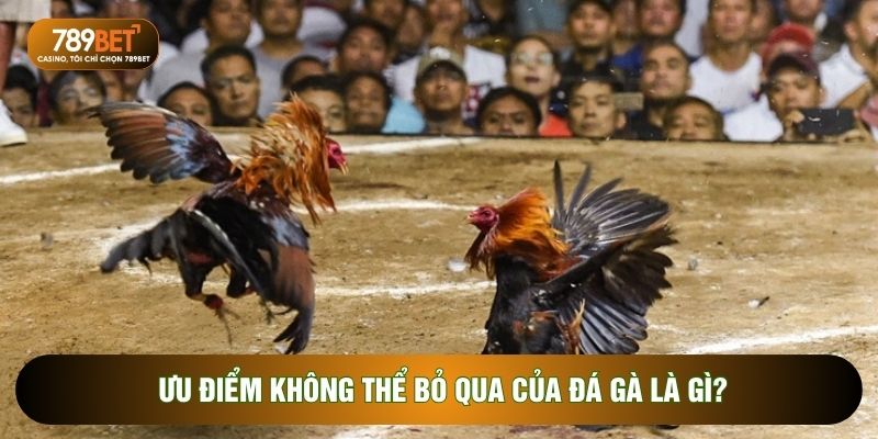 Ưu điểm không thể bỏ qua của đá gà là gì?